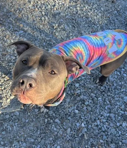 An adult large-sized male American Staffordshire Terrier dog named Mackaroni for adoption in Seattle, WA