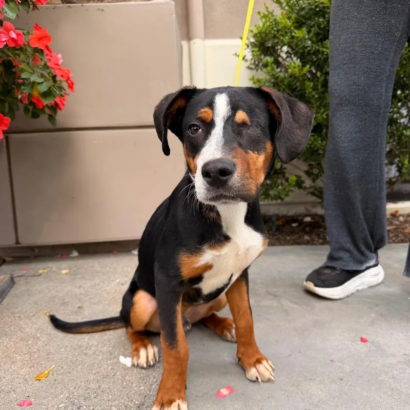 A baby medium-sized male Black Beagle dog named Blacky for adoption in San Diego, CA