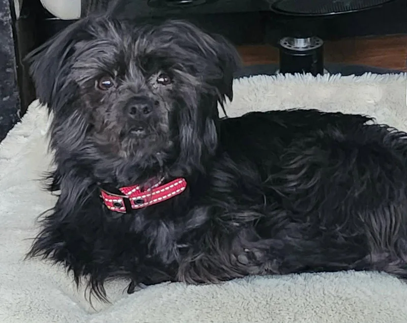An adult small-sized female Yorkshire Terrier dog named Betty for adoption in Lewistown, PA