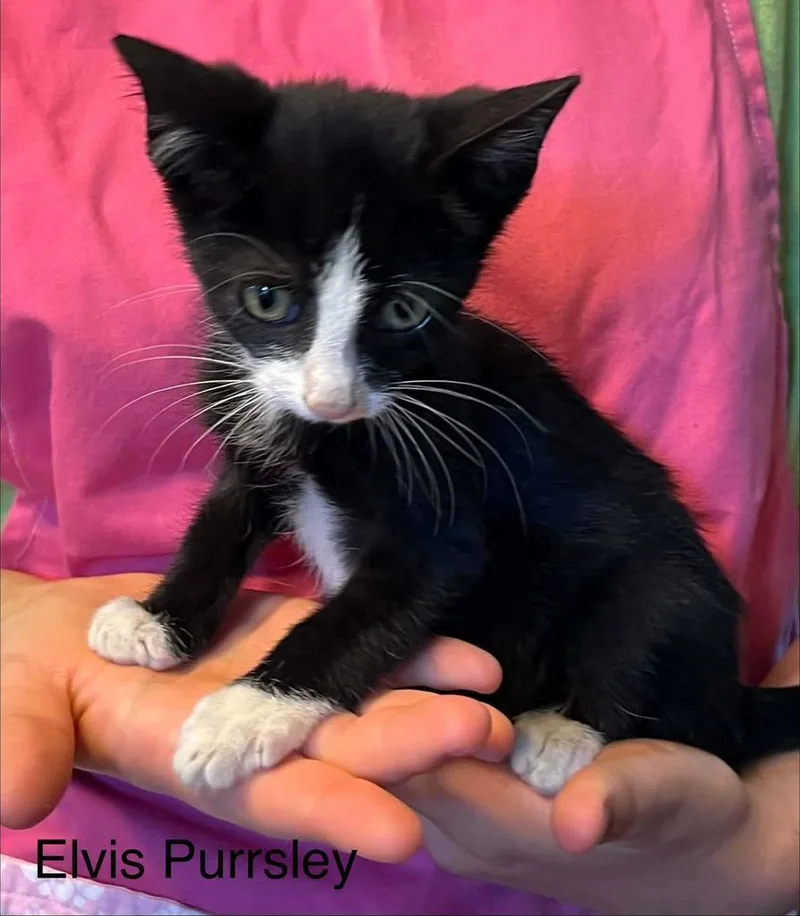 A baby small-sized male American Shorthair cat named Elvis Purrsley for adoption in El Dorado, AR