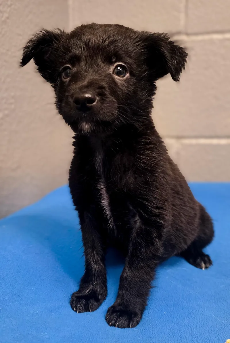 A baby medium-sized male Black Border Collie dog named Lasso for adoption in Gainesville, TX