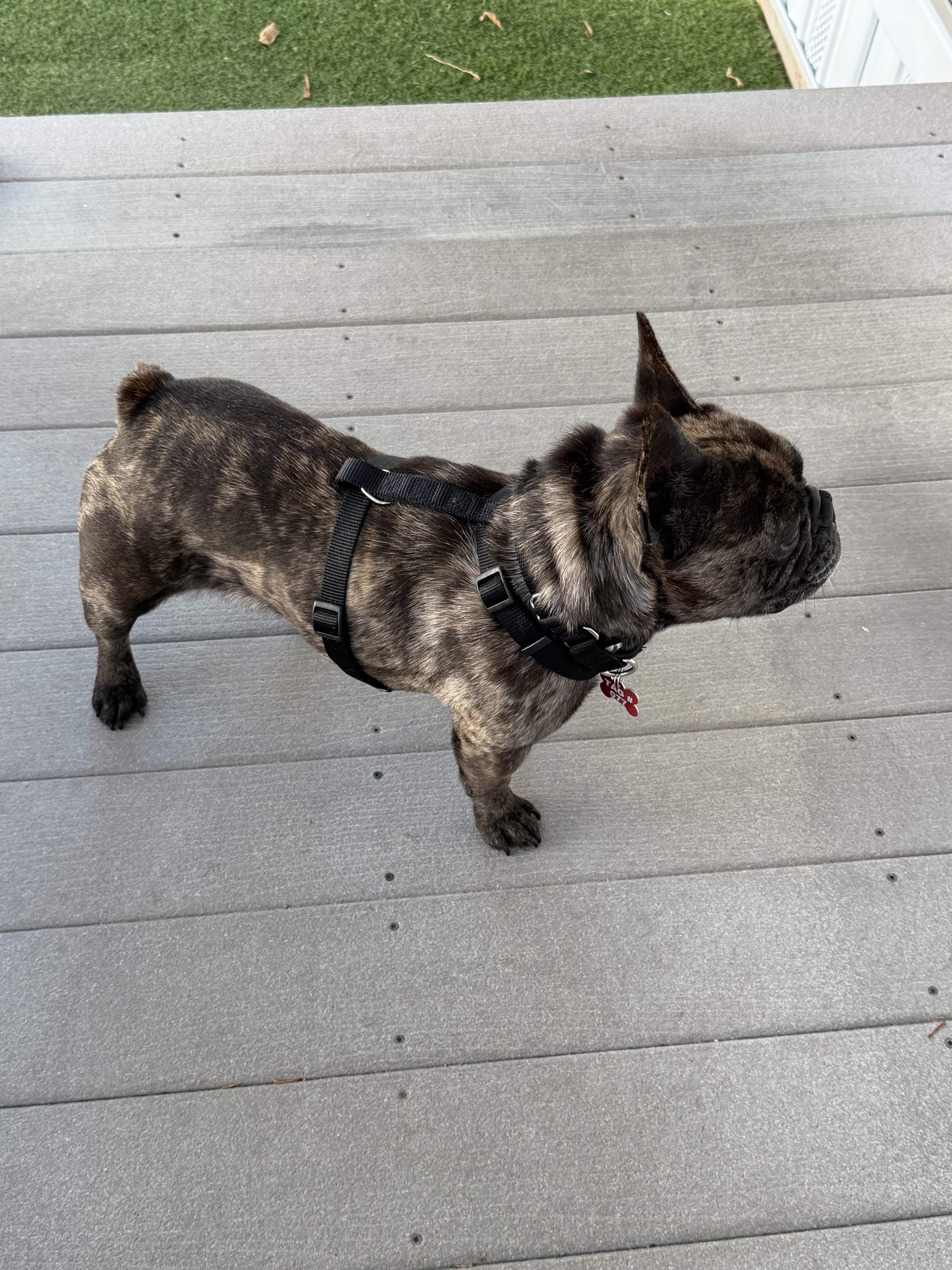 An adult small-sized female Merle (Blue) French Bulldog dog named Lilo for adoption in Hamilton , NJ