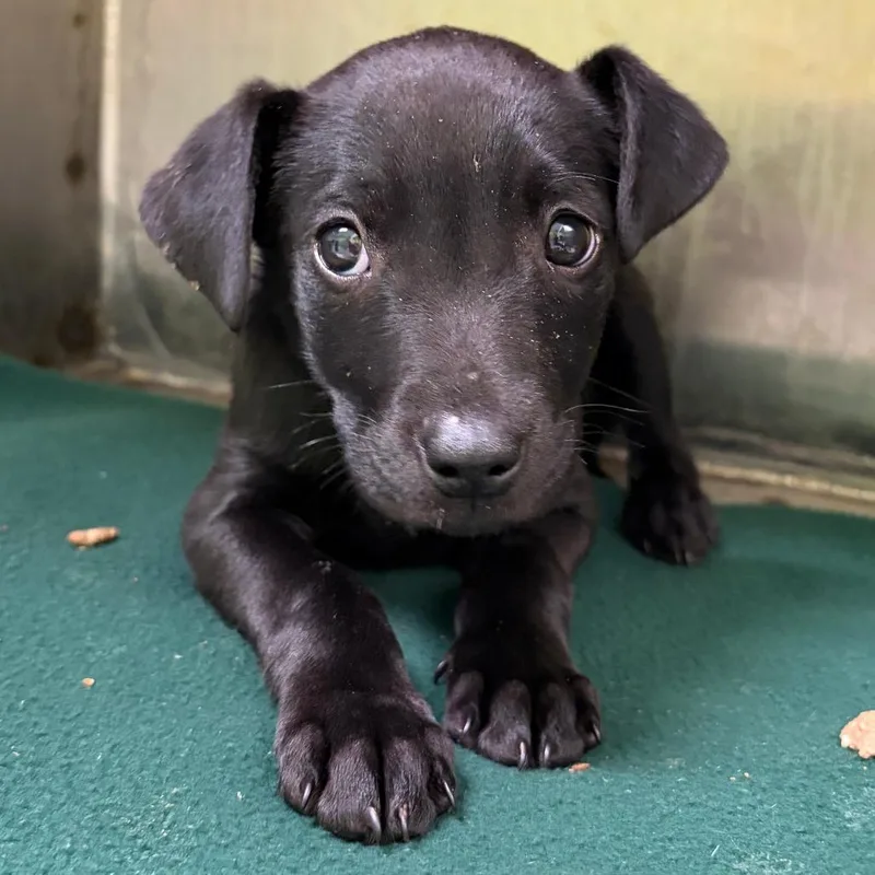 A baby small-sized female Black Black Labrador Retriever dog named Float for adoption in Austin, TX