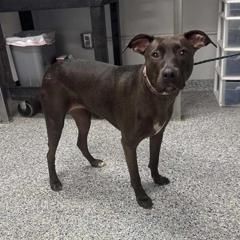 An adult large-sized female Brown / Chocolate Chocolate Labrador Retriever dog named Elvirastar for adoption in Greenville, SC