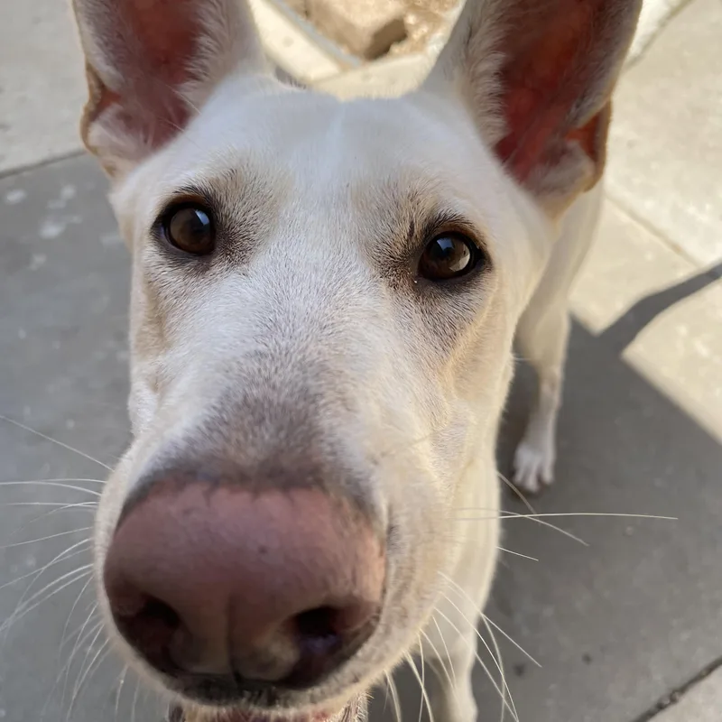 An adult large-sized female White / Cream Shepherd dog named Ruby for adoption in Heber Springs, AR