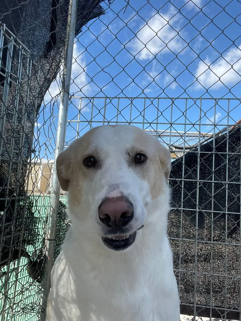 Marshall thumbnail 2