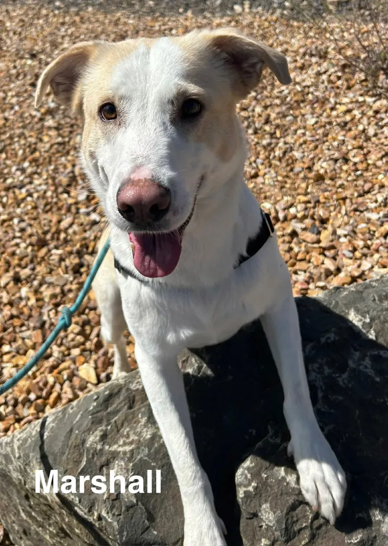 Marshall