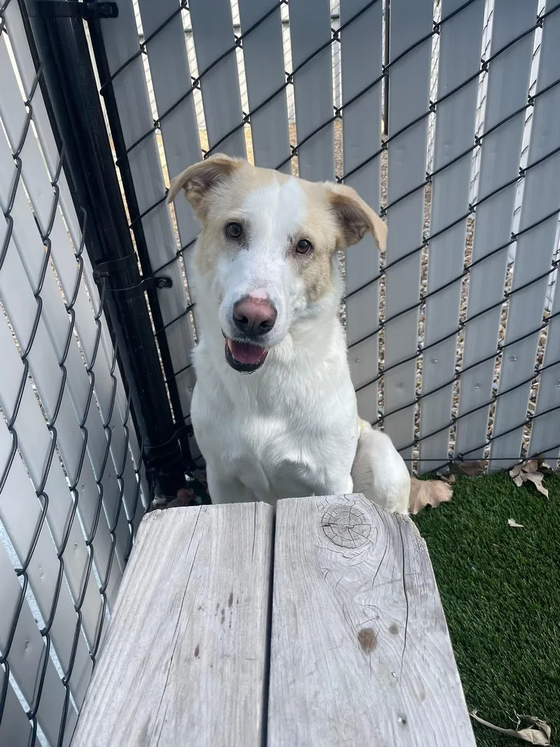 Marshall thumbnail 5