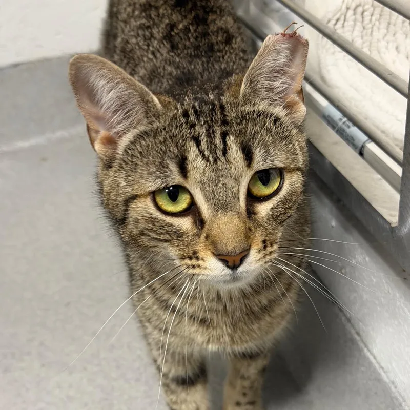 An adult medium-sized female Brown / Chocolate Domestic Short Hair cat named Hannah for adoption in Hampton Bays, NY