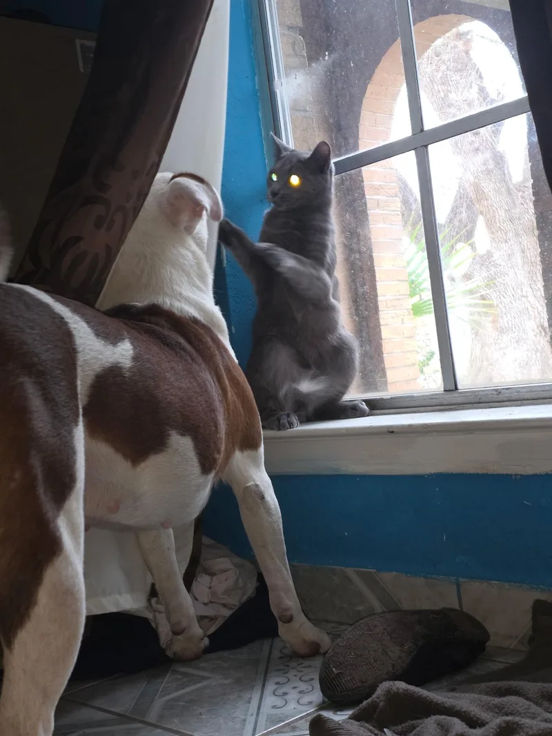 Michi The Mushy Snuggler thumbnail 4