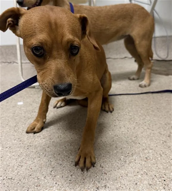 A young small-sized male Chihuahua dog named Peanut for adoption in Bakersfield, CA