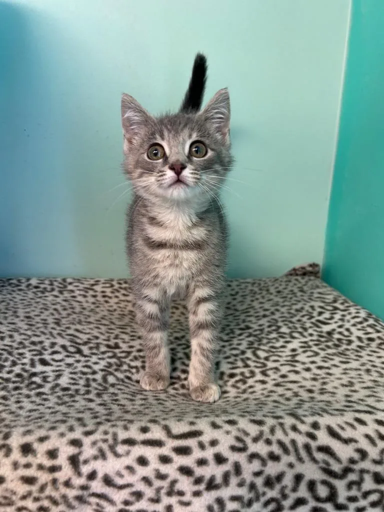 A baby medium-sized female Domestic Short Hair cat named Silvie for adoption in Morgantown, KY