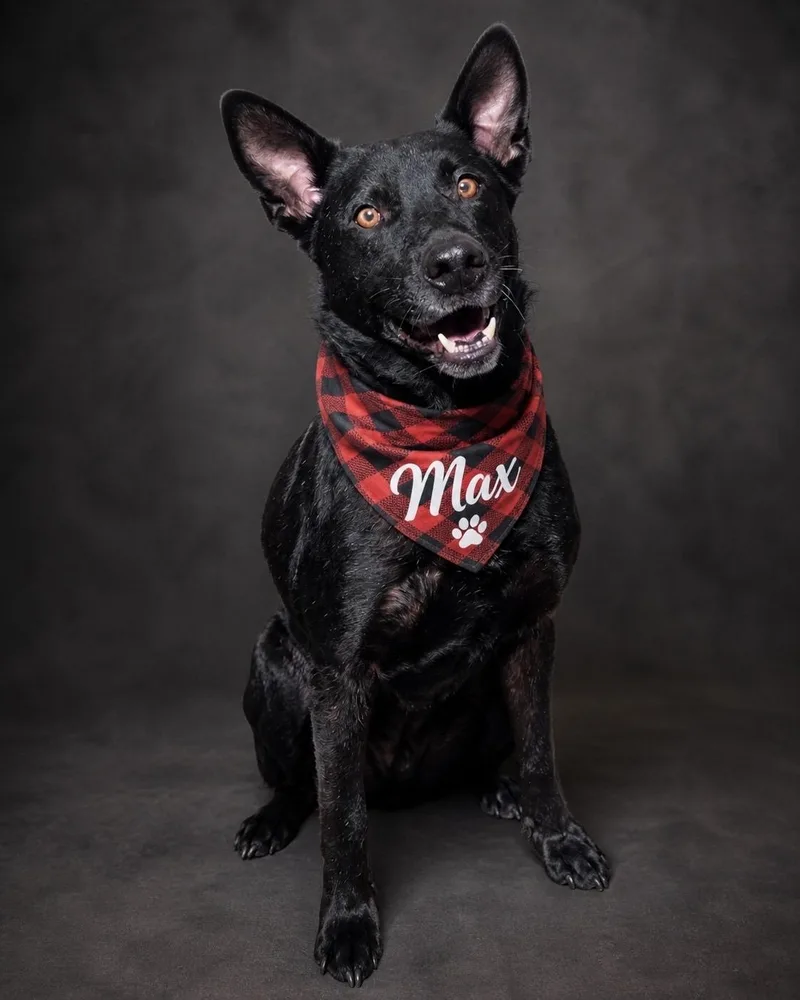 An adult large-sized male Black German Shepherd Dog dog named Rex for adoption in Murrieta, CA