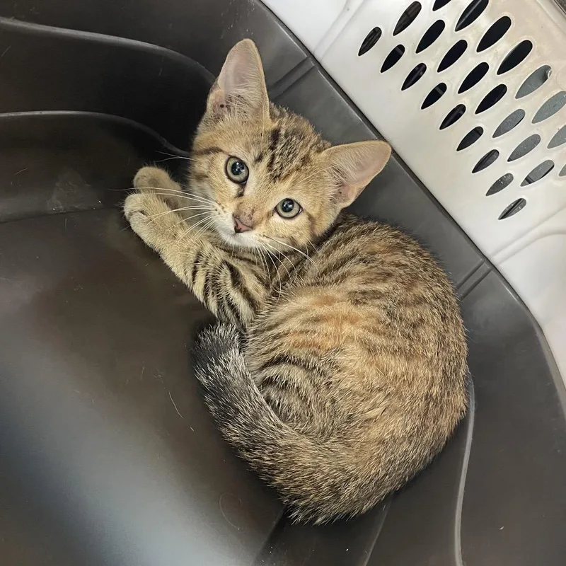 A baby small-sized female Brown / Chocolate Domestic Short Hair cat named Rita for adoption in Dickinson, TX