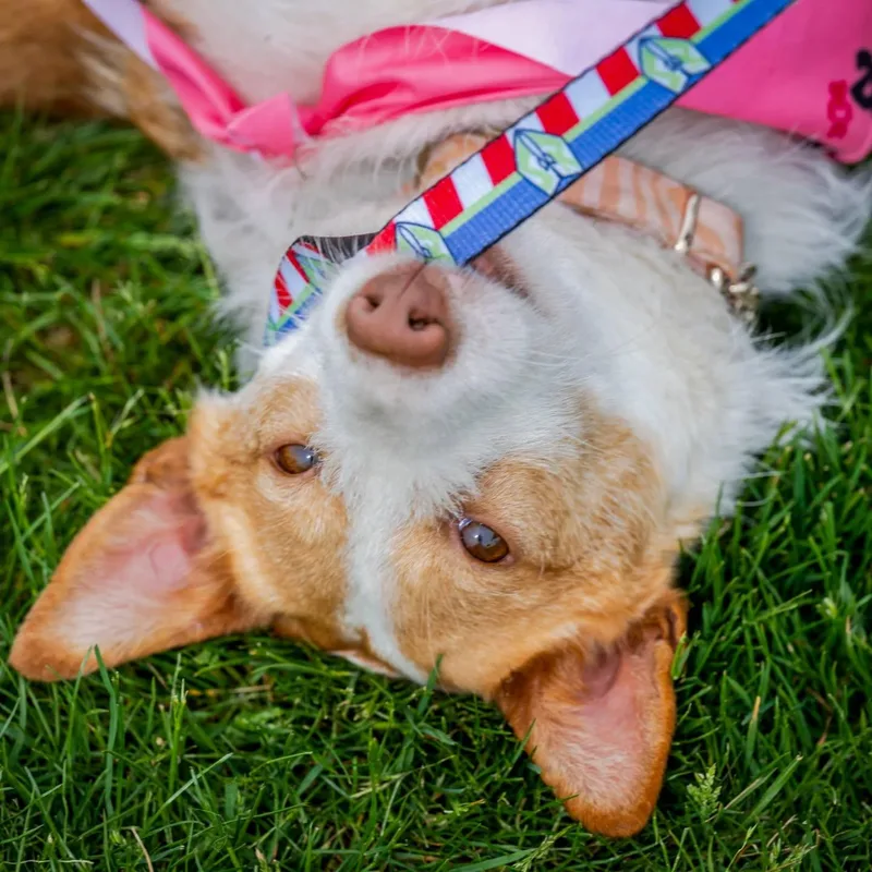 A young small-sized female Red / Chestnut / Orange Portuguese Podengo dog named Lola for adoption in HANSON, MA
