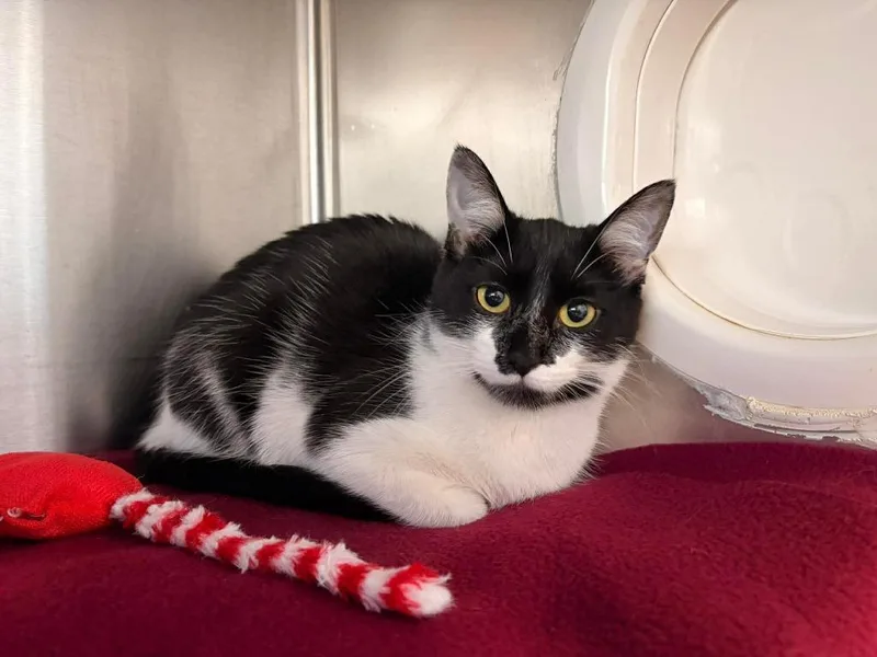 A young medium-sized female Domestic Short Hair cat named Cw Chess for adoption in Ashland, WI