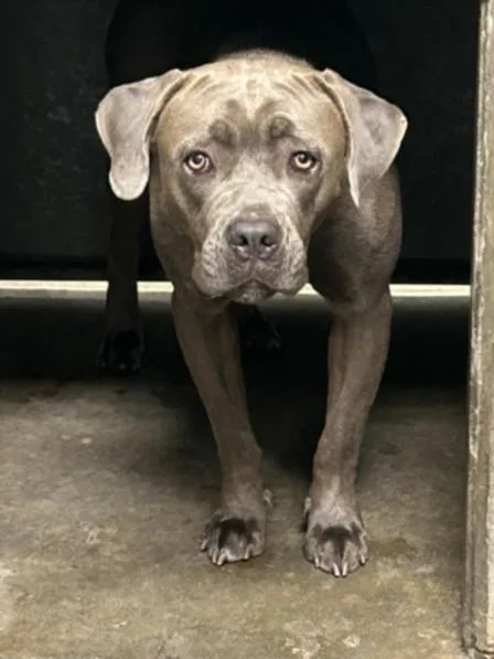 A young large-sized female Pit Bull Terrier dog named Valentina for adoption in Van Nuys, CA