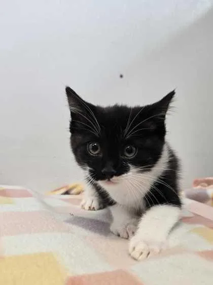 An adult small-sized female Domestic Short Hair cat named Booyah for adoption in Spruce Pine, NC