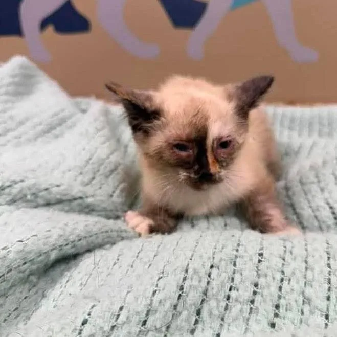 A baby small-sized female Cream / Ivory Domestic Short Hair cat named Banana In Manchester  for adoption in Alexandria, VA