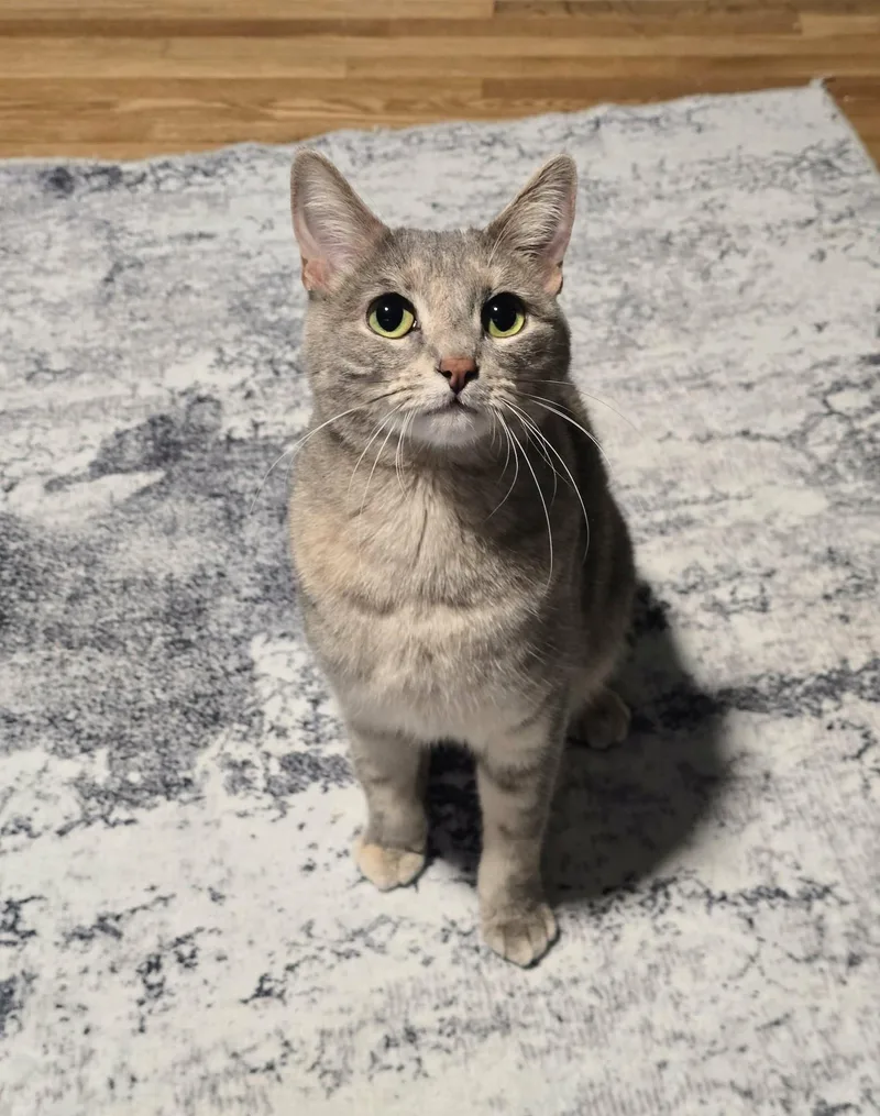 A young medium-sized female Dilute Calico Domestic Short Hair cat named Violet for adoption in West Richland, WA