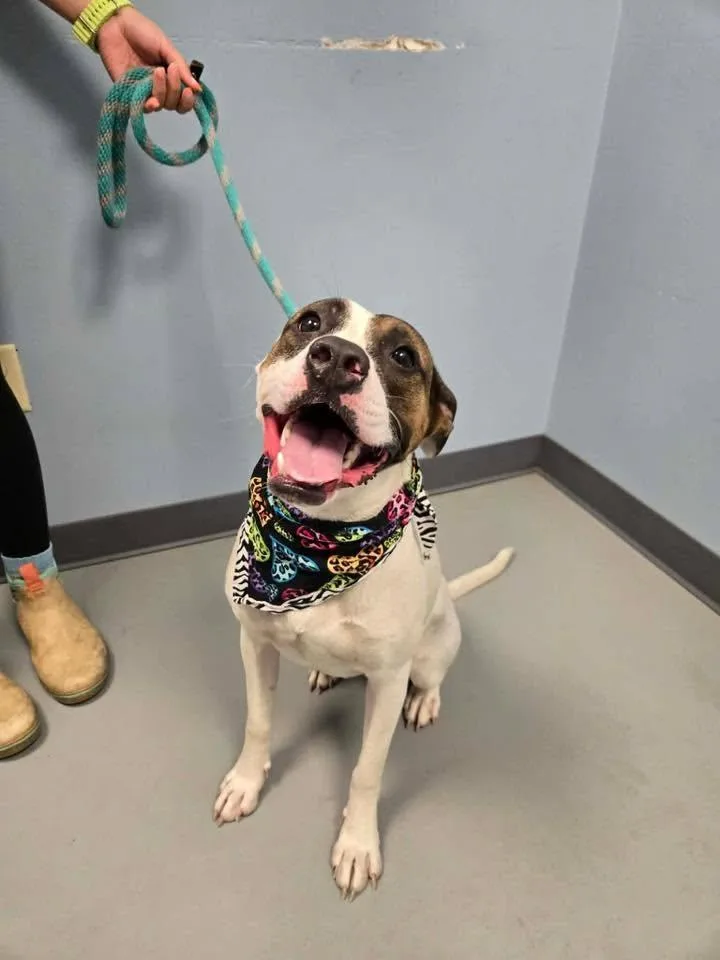 A young medium-sized female Bicolor Terrier dog named Dot for adoption in Zanesville, OH