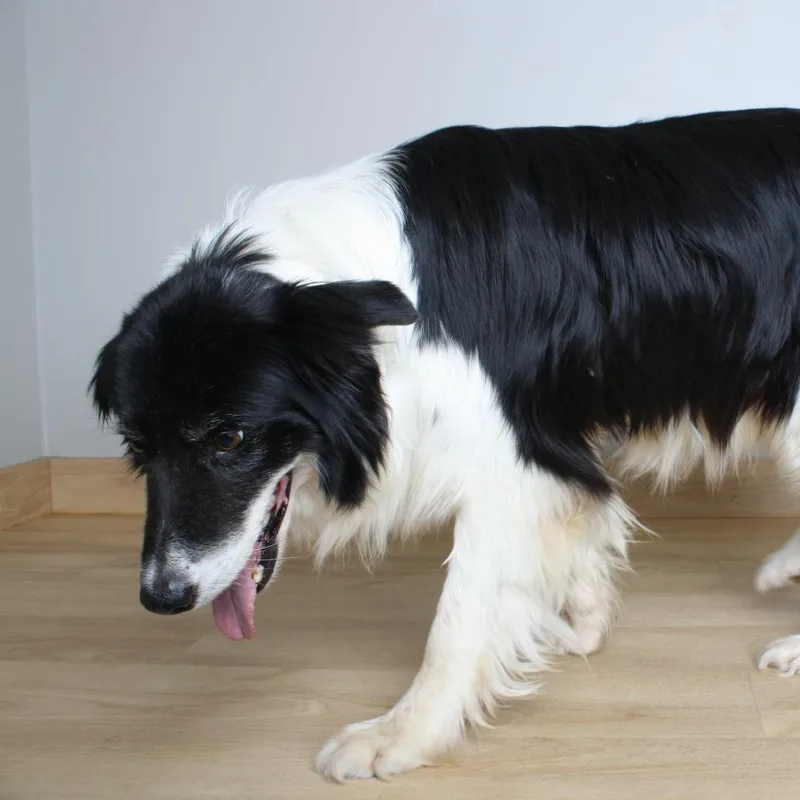 An adult medium-sized male Black Collie dog named Jeff D for adoption in Minnetonka, MN