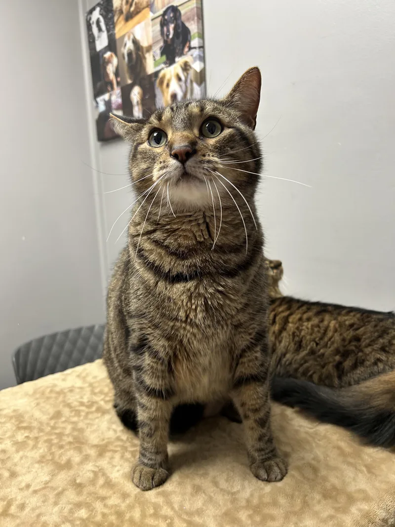 An adult large-sized male Domestic Medium Hair cat named Athena & Apollo for adoption in Walker, MI