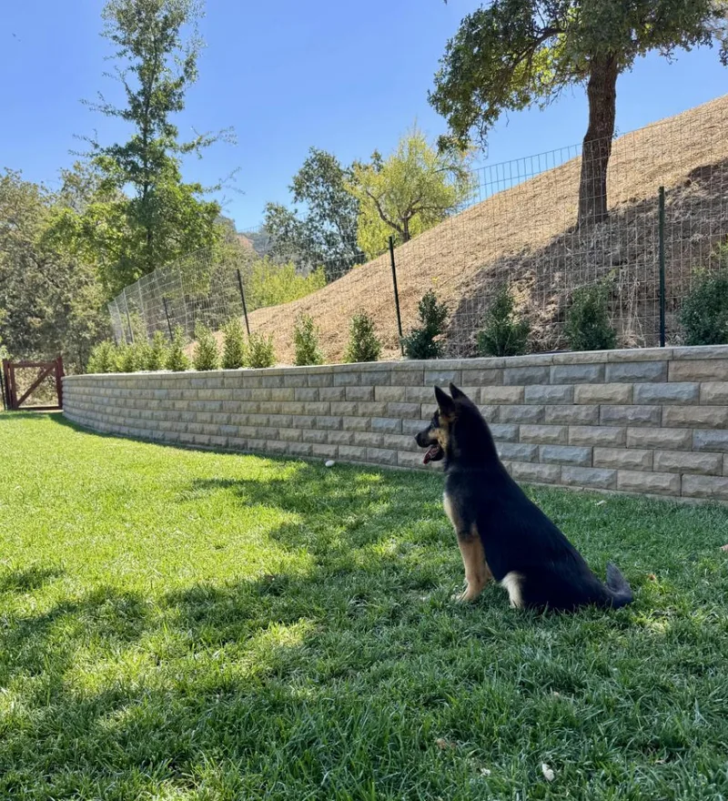 A baby medium-sized male Black German Shepherd Dog dog named Bear for adoption in Davis, CA