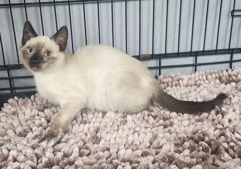 A baby large-sized female Siamese cat named Meezy for adoption in Keokuk, IA