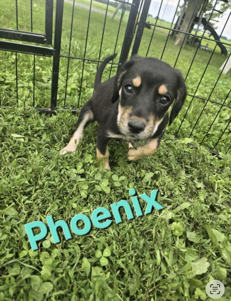 A baby small-sized female Tricolor (Brown, Black, & White) Beagle dog named Phoenix for adoption in RUSSIAVILLE, IN