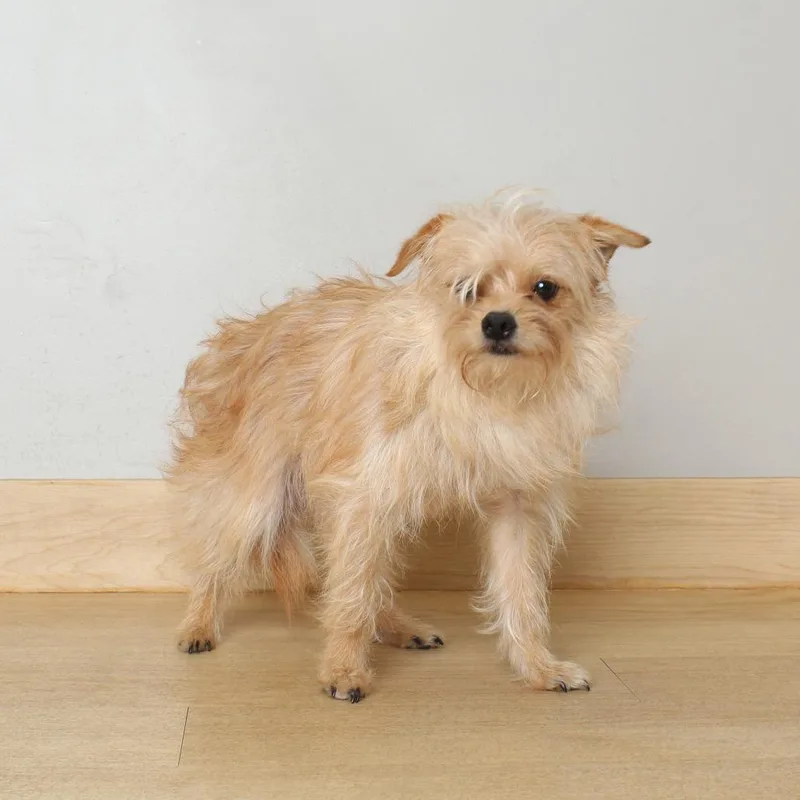 An adult small-sized male White / Cream Norwich Terrier dog named Biggie D for adoption in Minnetonka, MN