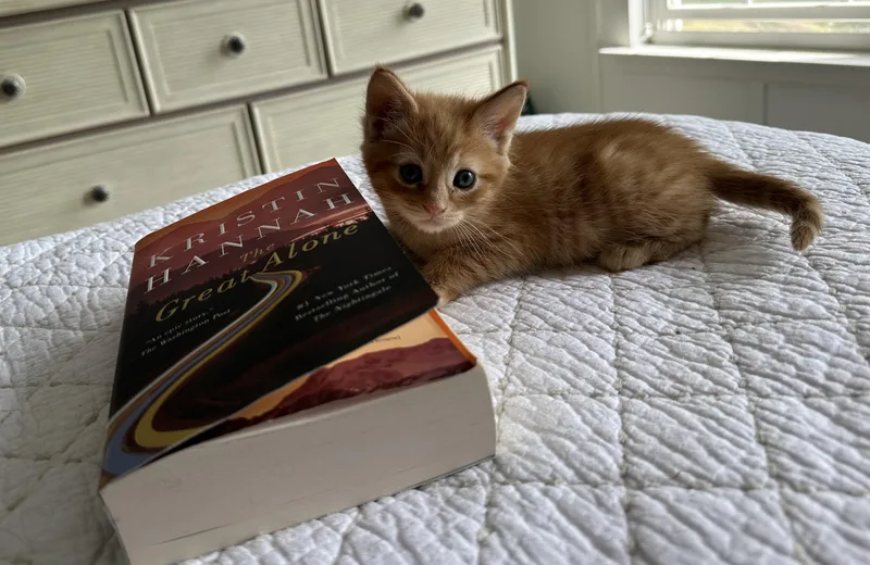 A baby medium-sized male Orange / Red Domestic Short Hair cat named Squiggy for adoption in Bear, DE