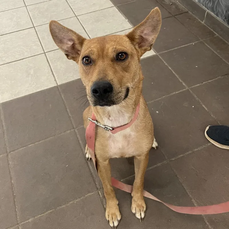 A young medium-sized female Brown / Chocolate Mixed Breed dog named StrayAntietamDrive for adoption in Columbus, GA