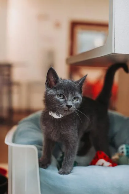 A young small-sized female Domestic Short Hair cat named a Ginger for adoption in North Charleston, SC