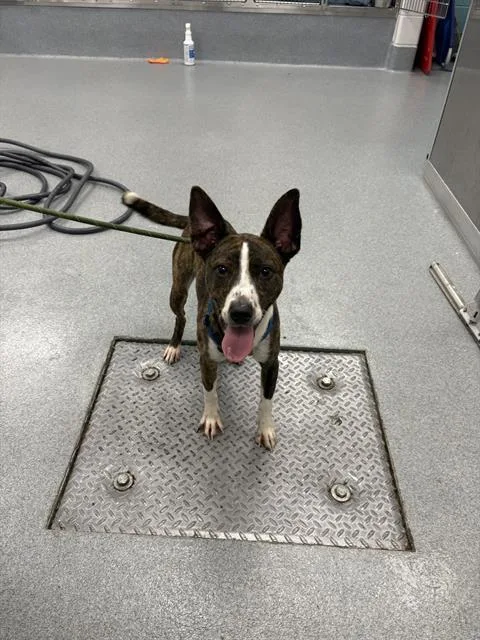 A young small-sized male Pit Bull Terrier dog named Bolt for adoption in Indianapolis, IN