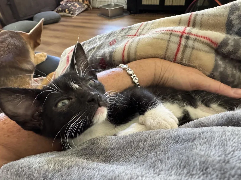 A baby medium-sized female Domestic Short Hair cat named Buttercup for adoption in Roseville, CA