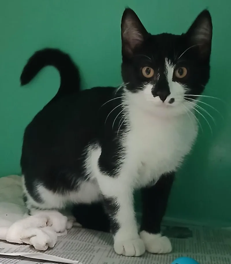 Prince SirPurrsALot
