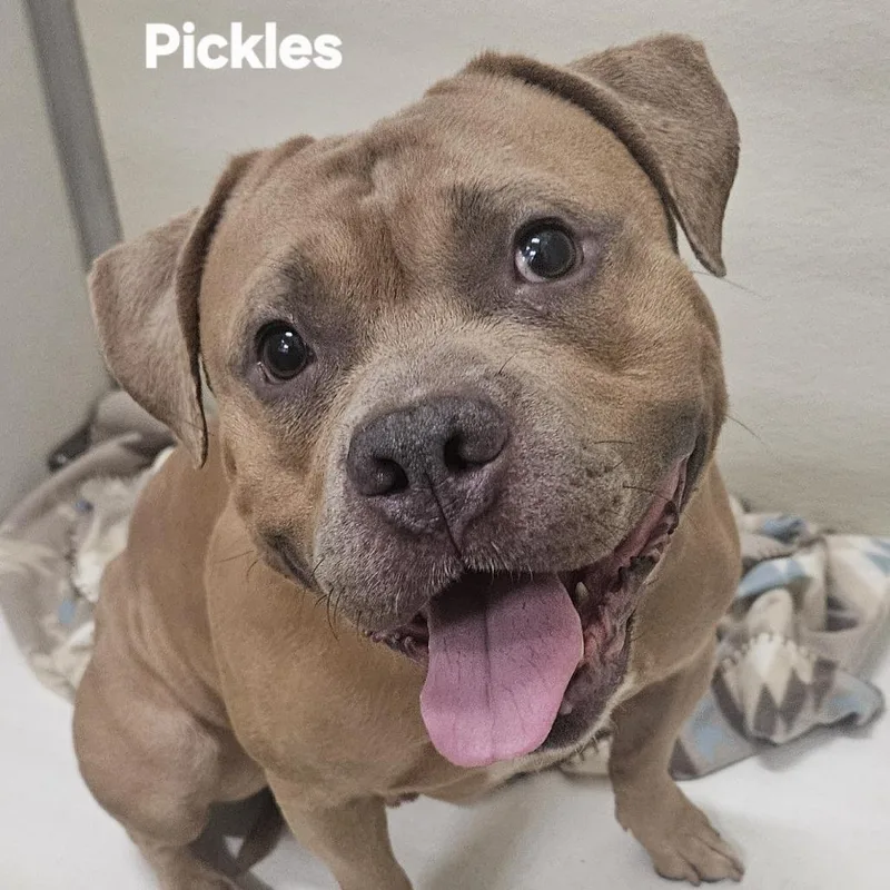 An adult large-sized male Brown / Chocolate Terrier dog named Pickles for adoption in Ballston Spa, NY