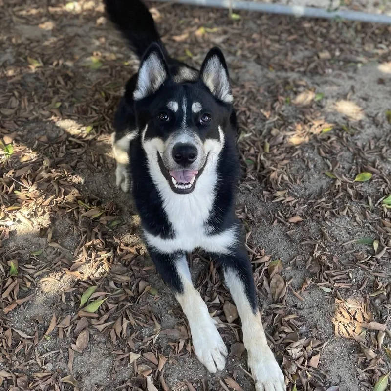 An adult medium-sized male Siberian Husky dog named Blinky for adoption in Riverside, CA