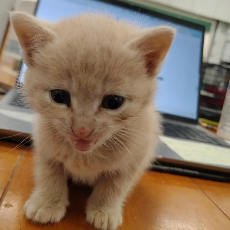 A baby small-sized female Buff / Tan / Fawn Domestic Short Hair cat named Buffy for adoption in Coos Bay, OR