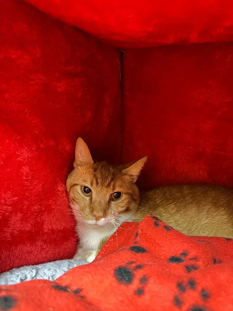 A young medium-sized male Domestic Short Hair cat named Colorado for adoption in Johnson City, TN
