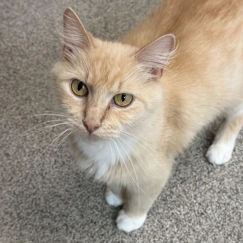 An adult medium-sized female Orange & White Domestic Short Hair cat named Lily for adoption in Libertyville, IL