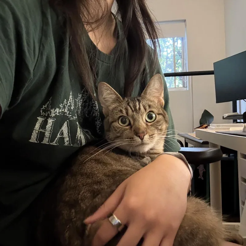 An adult large-sized female Brown / Chocolate Domestic Short Hair cat named Koko for adoption in Los Angeles, CA