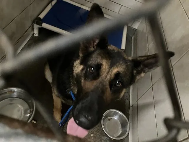 An adult large-sized female German Shepherd Dog dog named Karen for adoption in Stockton, CA