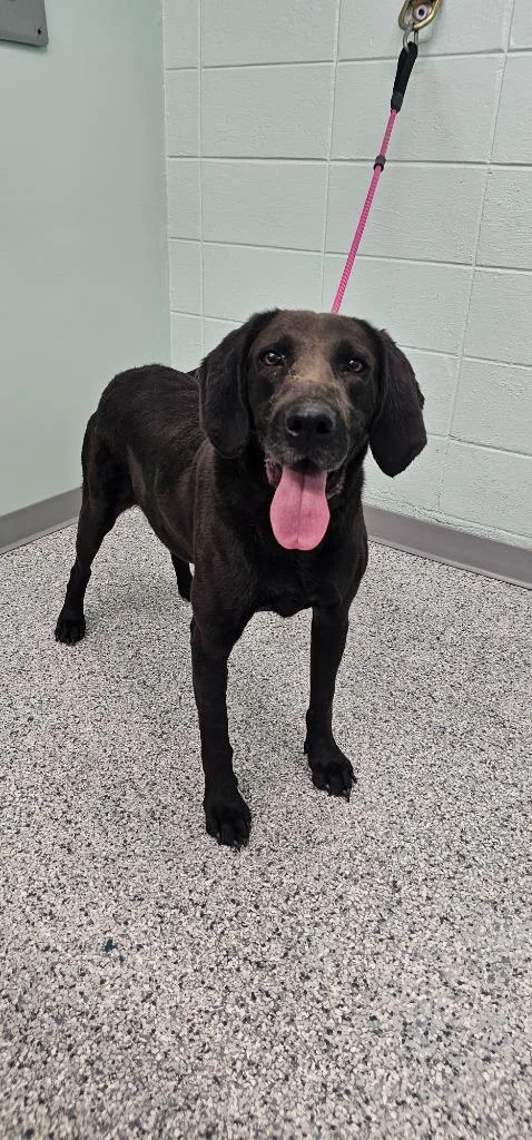 An adult large-sized male Labrador Retriever dog named Walker for adoption in Athens, TN