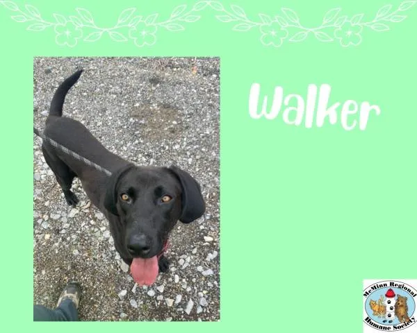 Walker thumbnail 2