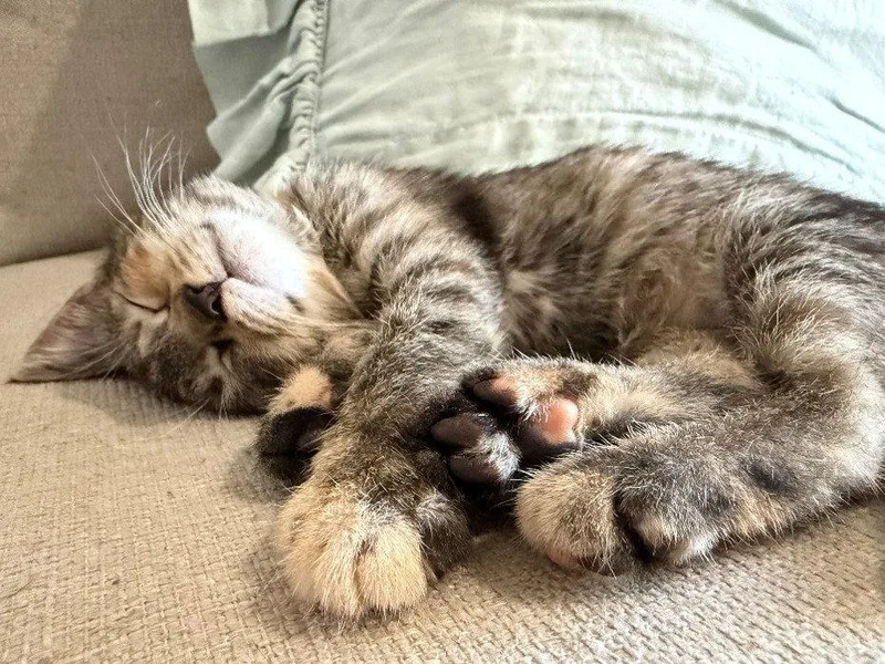 A baby medium-sized female Tabby cat named Oatmeal Cookie for adoption in Orlando, FL