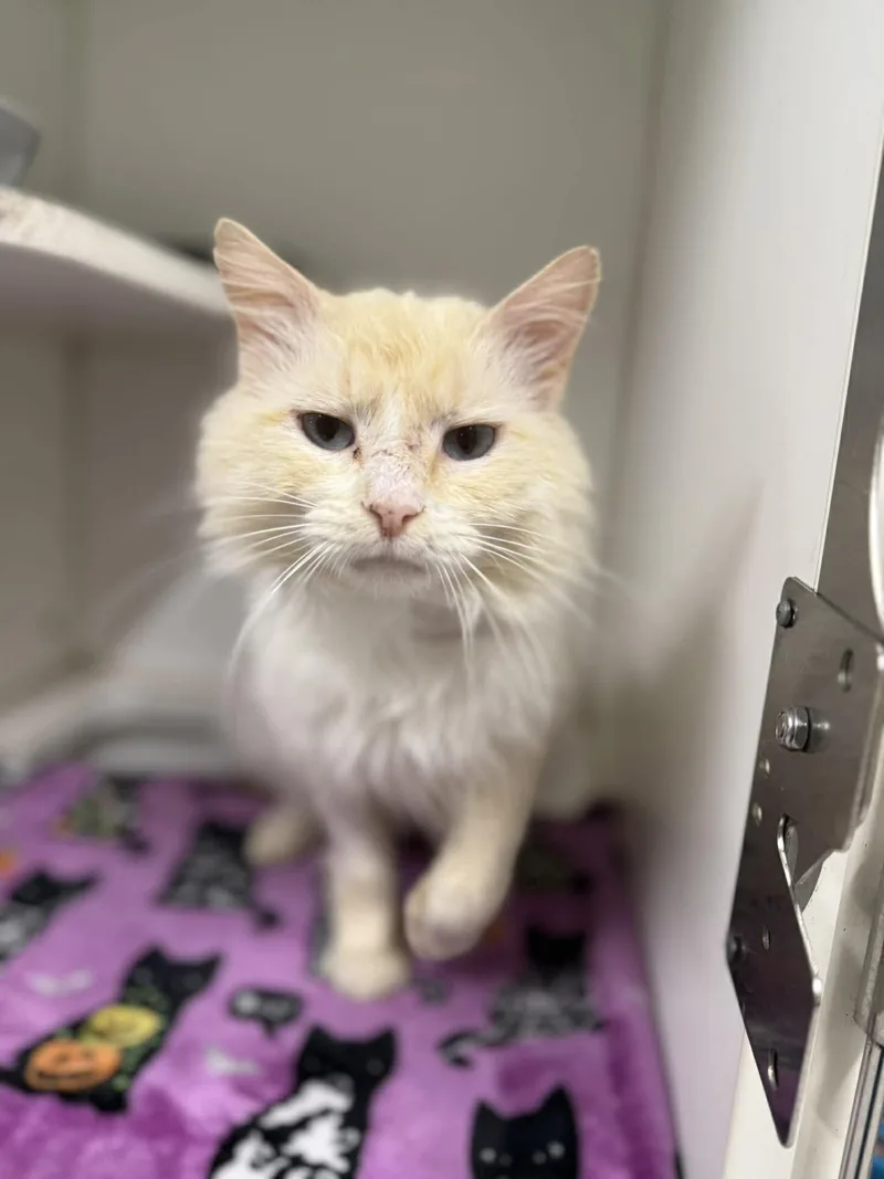 An adult medium-sized male Cream / Ivory Domestic Long Hair cat named Axle for adoption in Leitchfield, KY