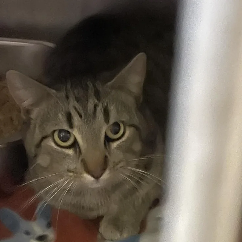 An adult medium-sized female Brown / Chocolate Domestic Short Hair cat named Betsy for adoption in Brownsboro, AL