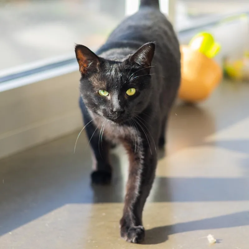 An adult large-sized male Domestic Short Hair cat named Chipmunk for adoption in Wilmington, DE
